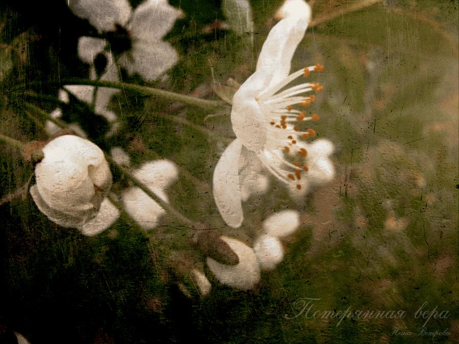 photo "***" tags: digital art, nature, flowers