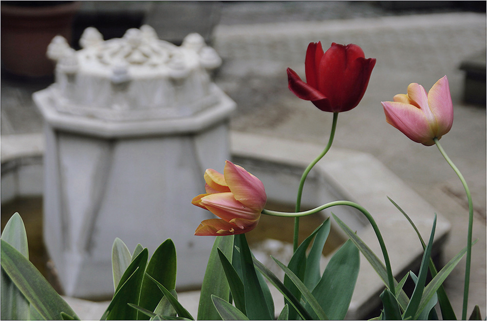 photo "Trio in the Old Park" tags: nature, fragment, flowers