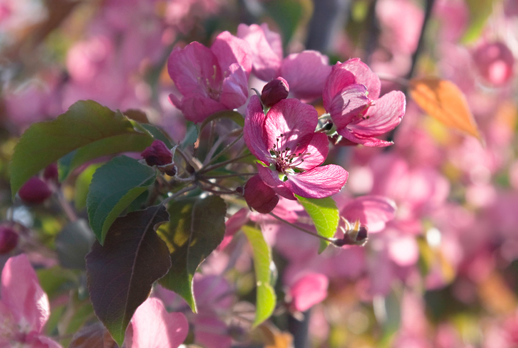 photo "Pink May." tags: landscape, spring