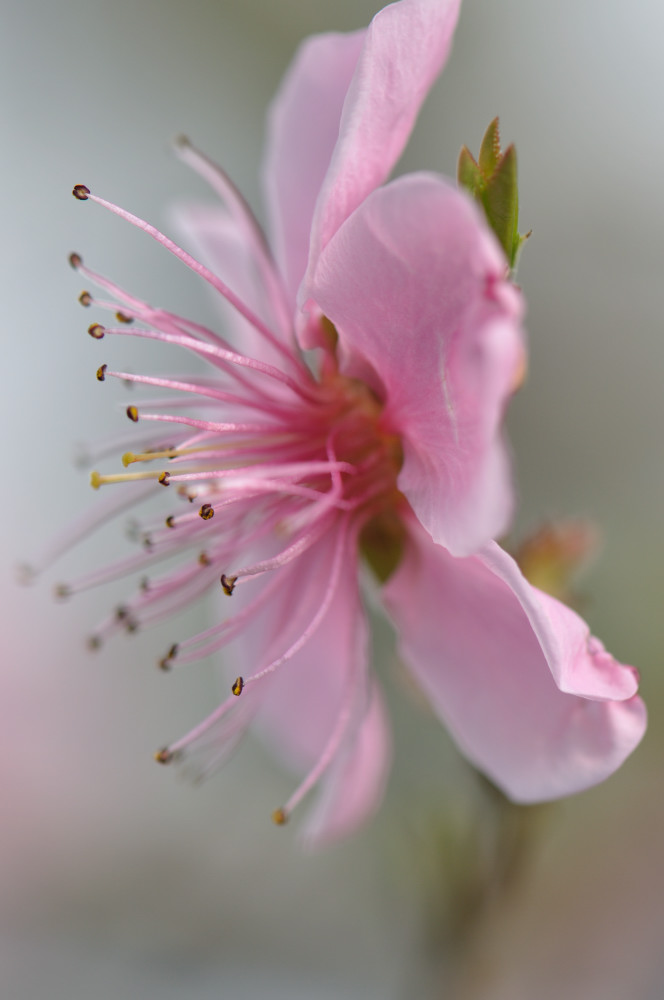 photo "***" tags: nature, flowers