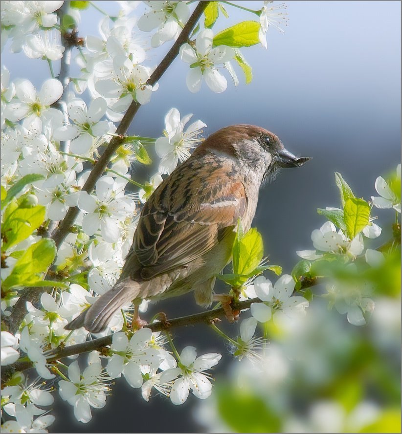 Bird may. Птицы весной. Птицы летом. Весенние птички.