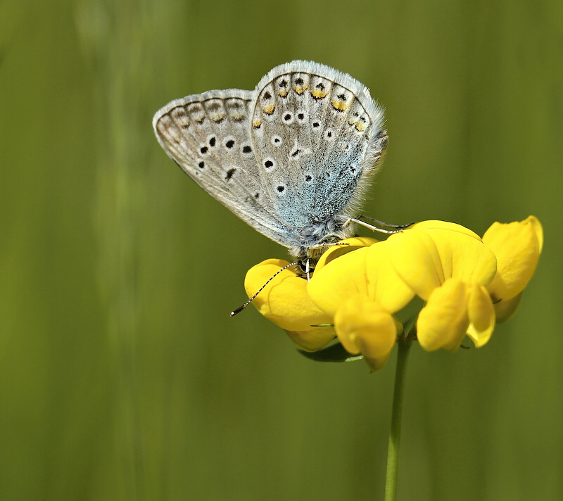 photo "***" tags: nature, insect