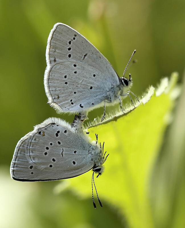 photo "***" tags: nature, insect