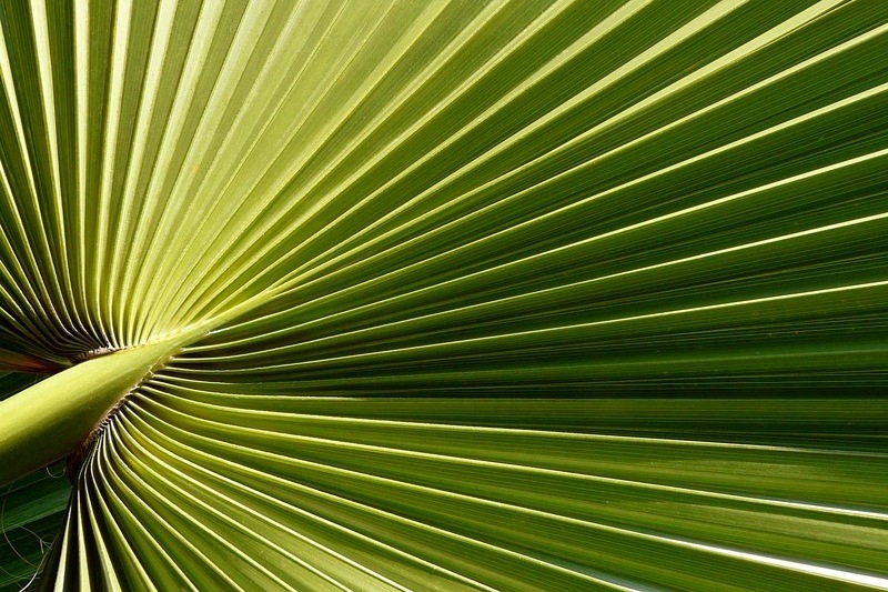 фото "Green fan" метки: природа, leaves, дерево