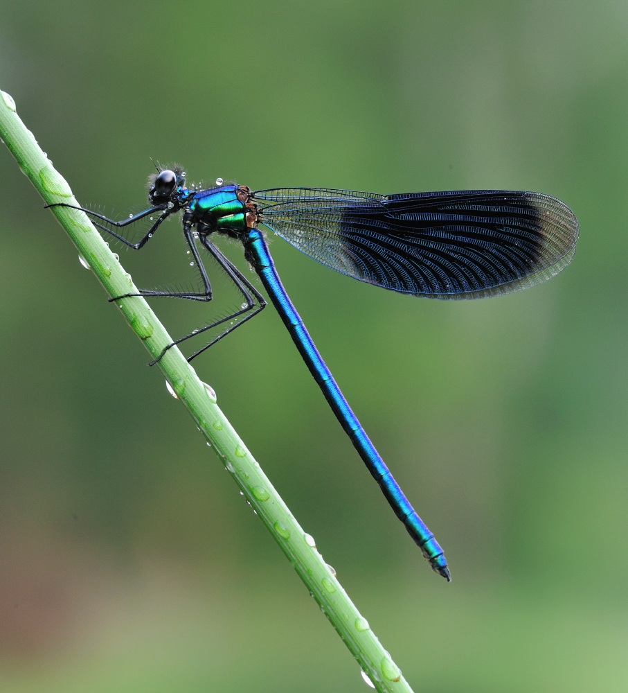photo "Calopteryx Splendens" tags: nature, insect