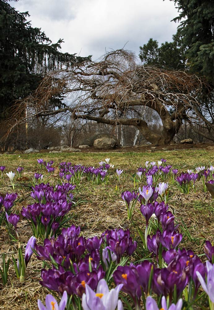 фото "Весна уже в пути" метки: пейзаж, природа, весна, цветы