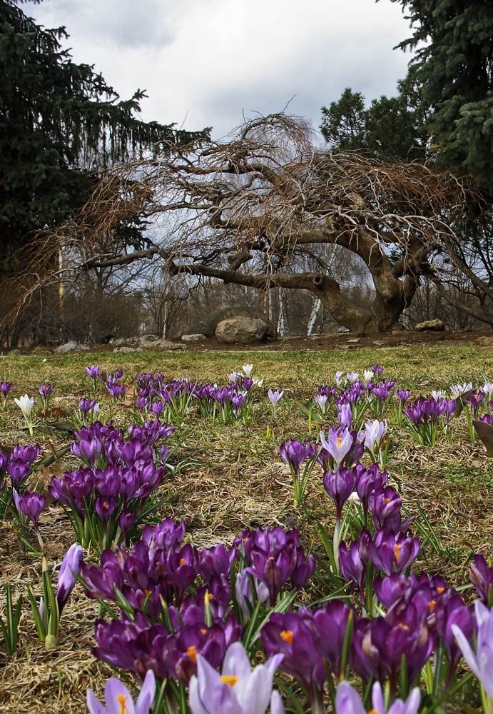 photo "***" tags: landscape, nature, flowers, spring