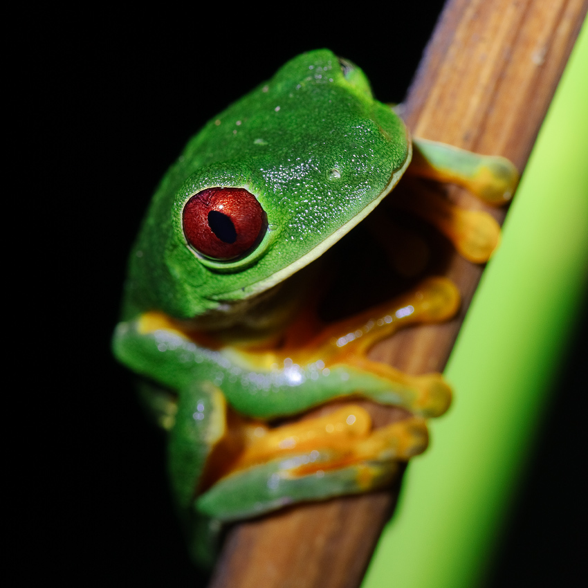 photo "Beauty frog" tags: nature, macro and close-up, wild animals