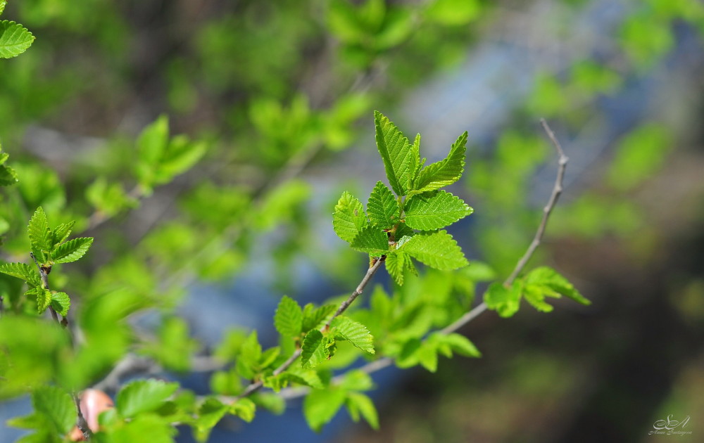 photo "Simply Spring" tags: macro and close-up, nature, flowers