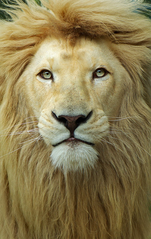 фото "King's Head" метки: природа, дикие животные