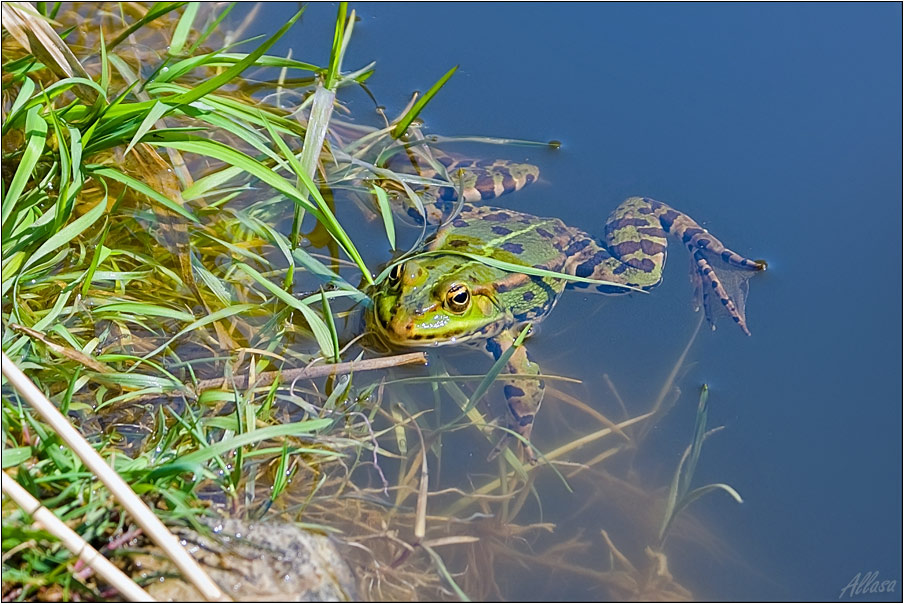 photo "***" tags: nature, humor, 