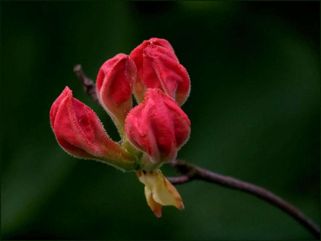 photo "***" tags: nature, flowers
