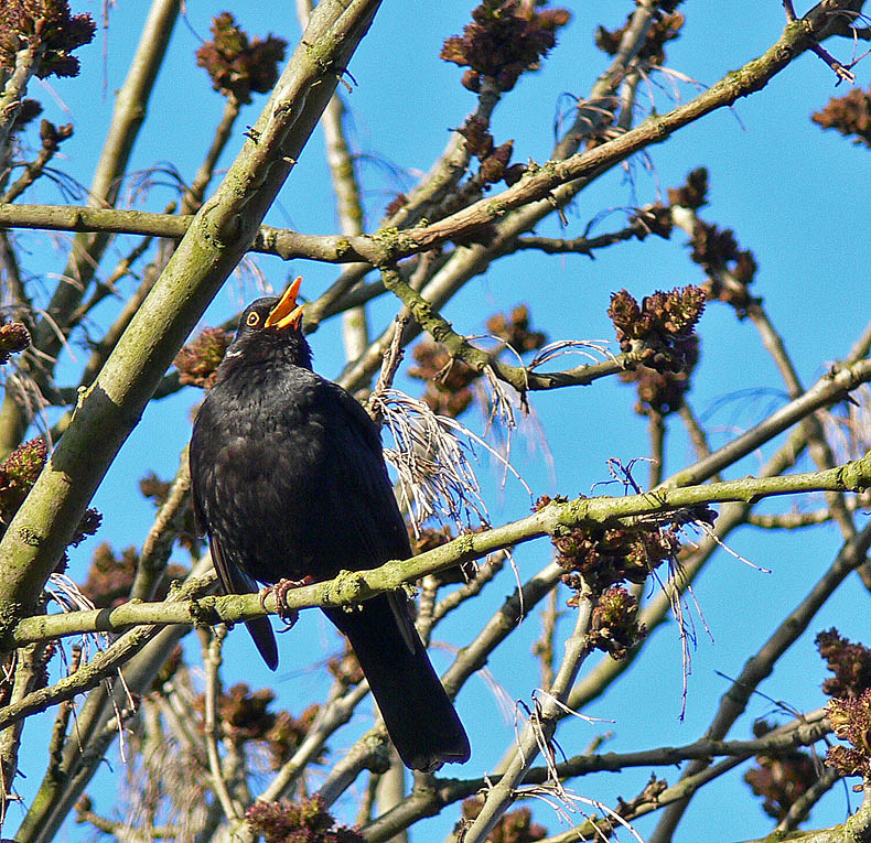 фото "Blackbird Sing" метки: природа, дикие животные