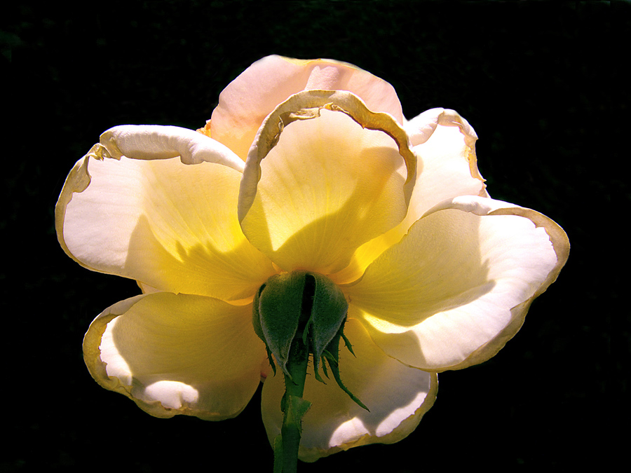 photo "Light rose" tags: nature, macro and close-up, flowers, rose, spring