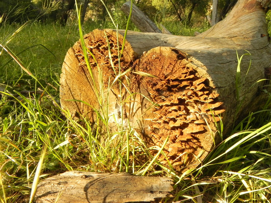 photo "Mushroom Heart" tags: misc., nature, flowers