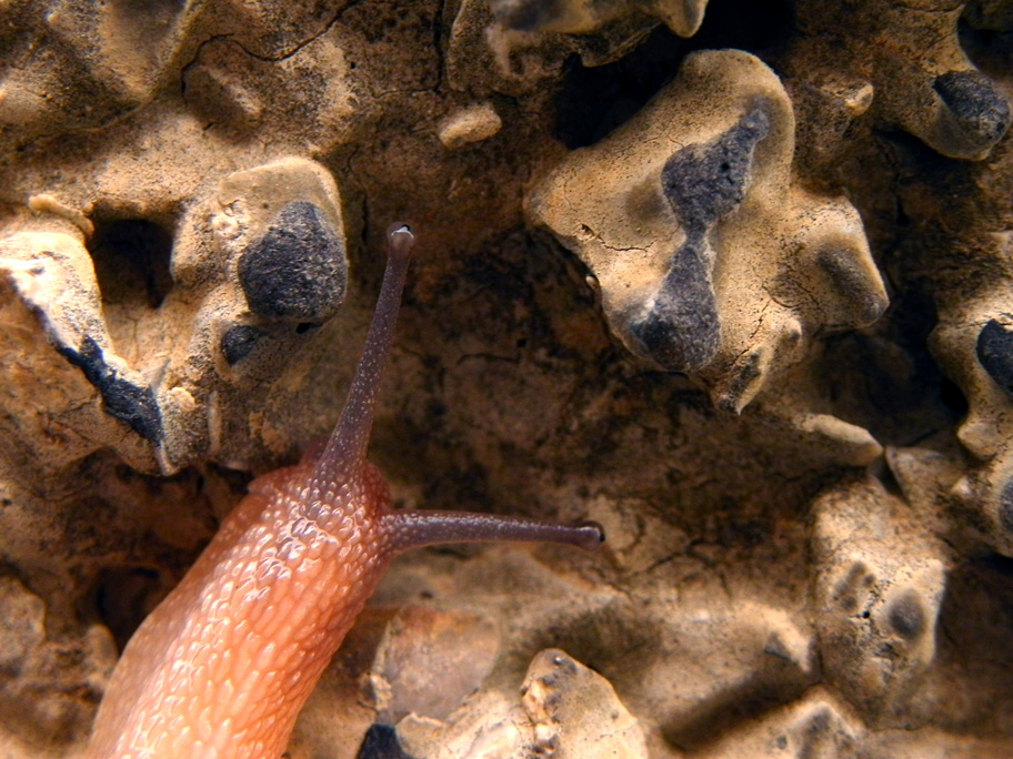 photo "Erratic" tags: nature, macro and close-up, wild animals