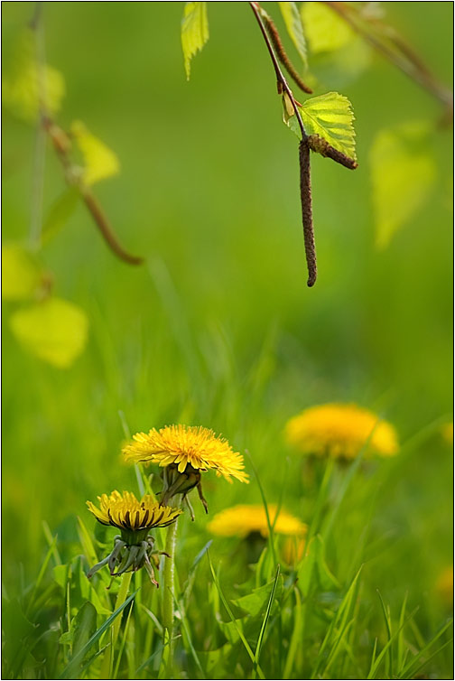 photo "***" tags: landscape, nature, flowers, spring