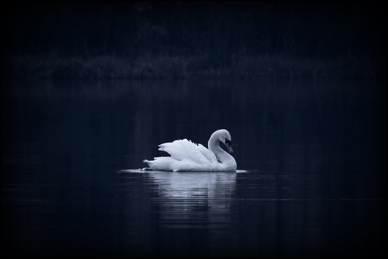 photo "***" tags: landscape, nature, water, wild animals