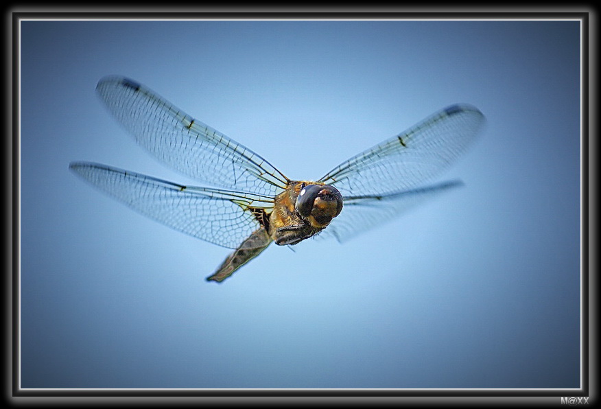 photo "***" tags: macro and close-up, nature, insect