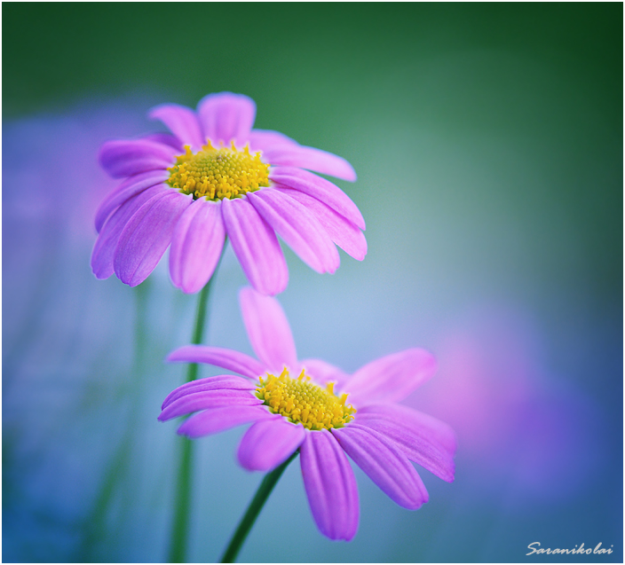 photo "***" tags: macro and close-up, 