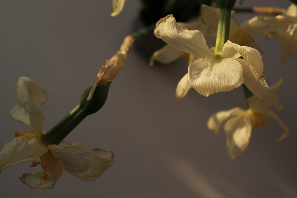 photo "***" tags: still life, macro and close-up, 