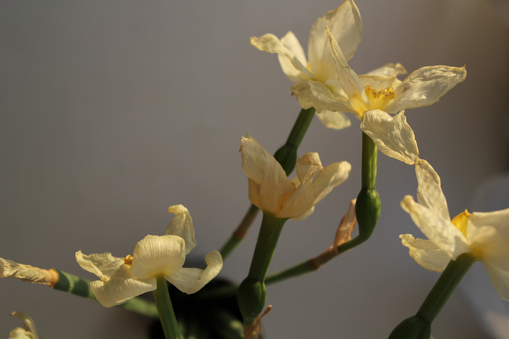 photo "the last sunlight" tags: macro and close-up, still life, 