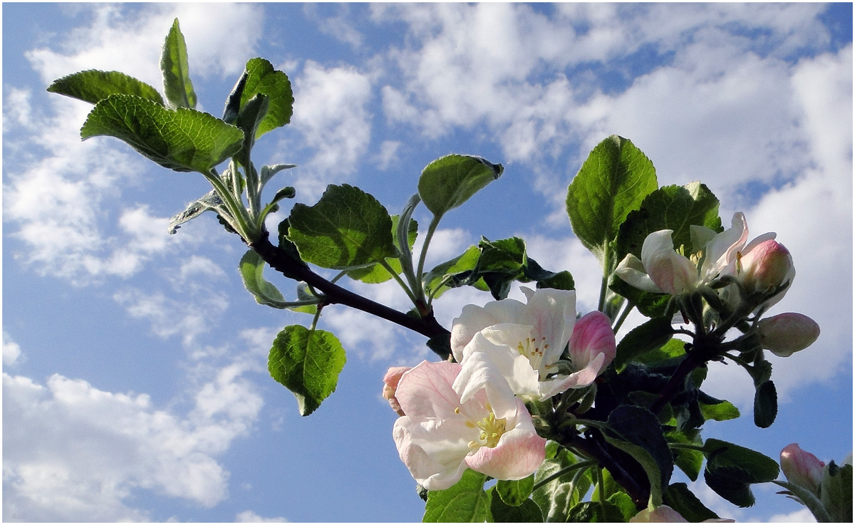фото "Первоцвет" метки: природа, макро и крупный план, цветы