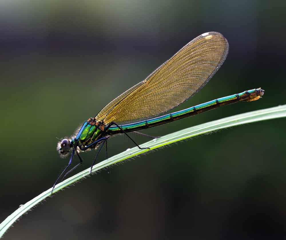 photo "Caloptyrex Splendens 2" tags: nature, insect