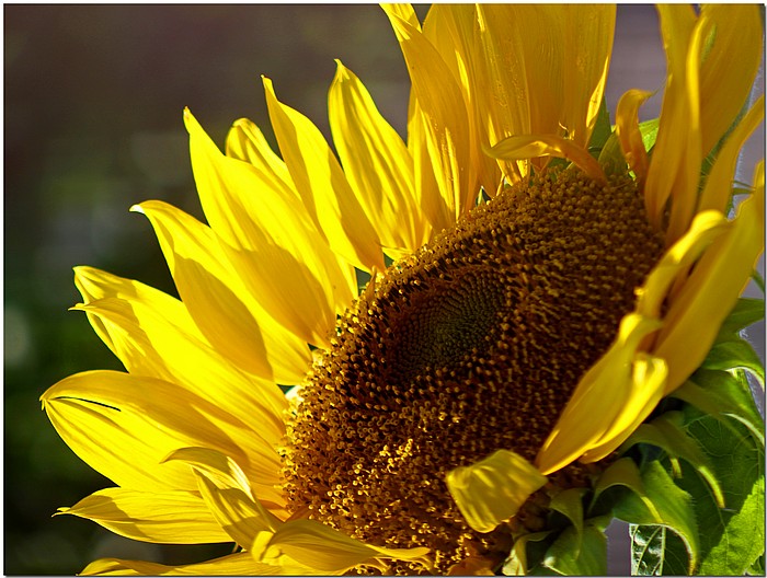 фото "Here Comes The Sun" метки: природа, макро и крупный план, цветы