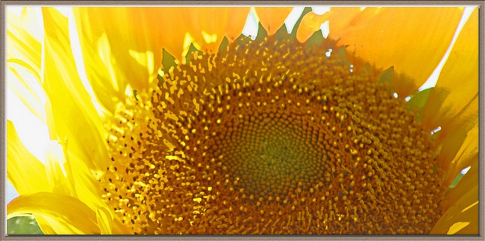 photo "Fleur Du Soleil" tags: nature, macro and close-up, flowers