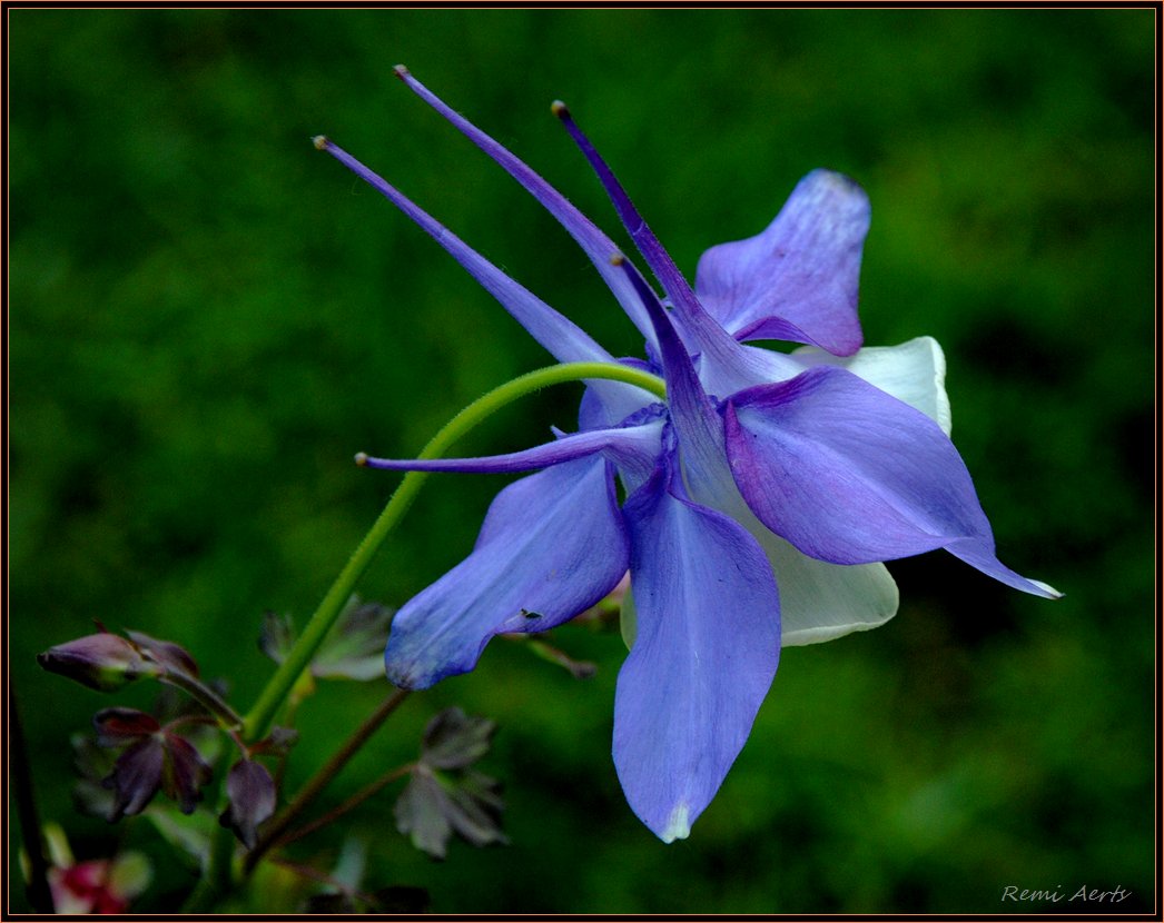 photo "***" tags: nature, macro and close-up, flowers