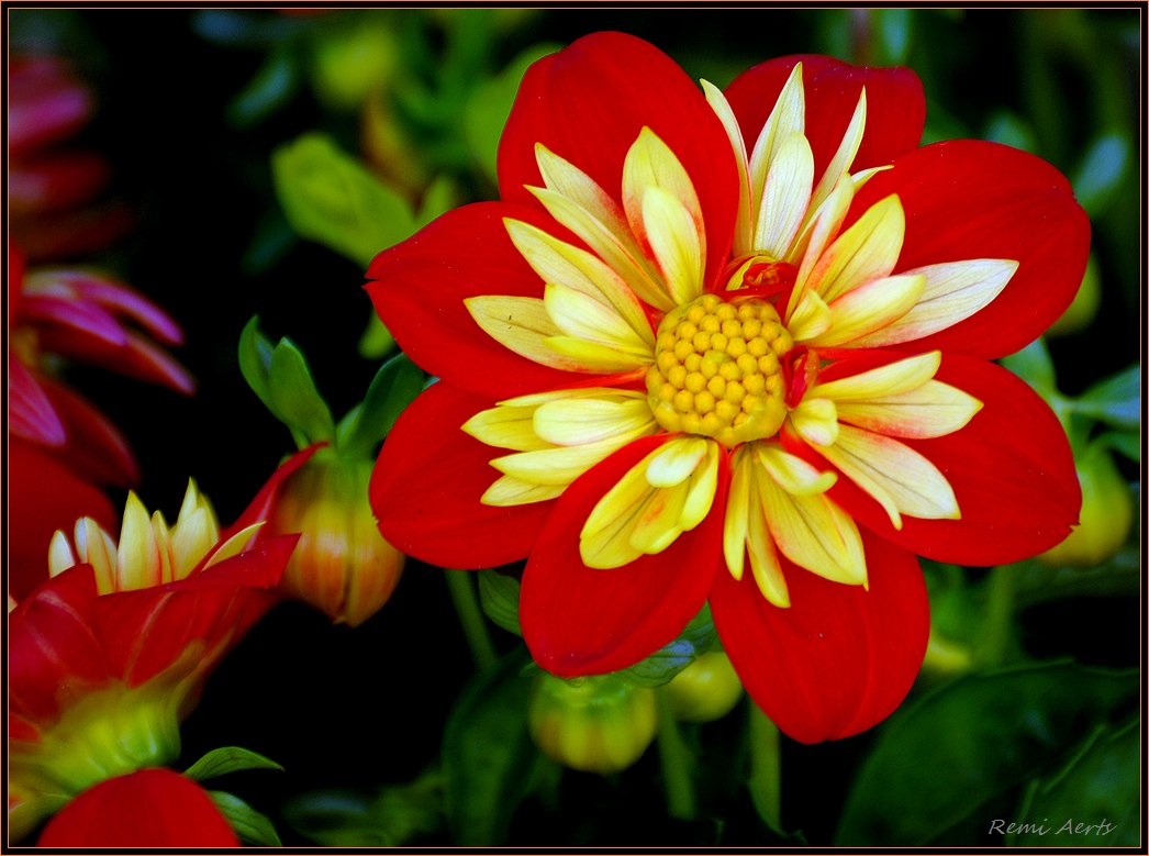 photo "***" tags: nature, macro and close-up, flowers