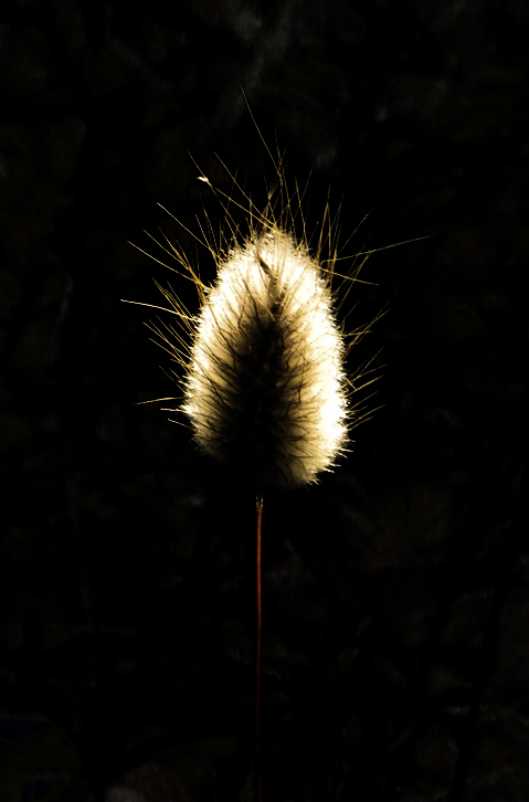 photo "Flame" tags: nature, digital art, flowers