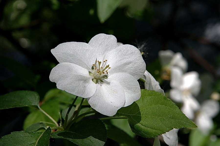 photo "***" tags: nature, macro and close-up, flowers