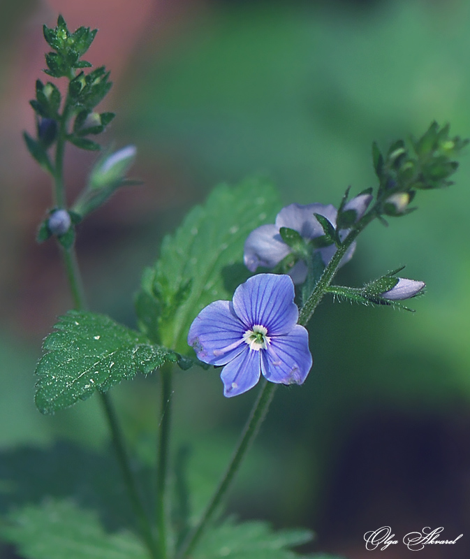 photo "***" tags: nature, flowers