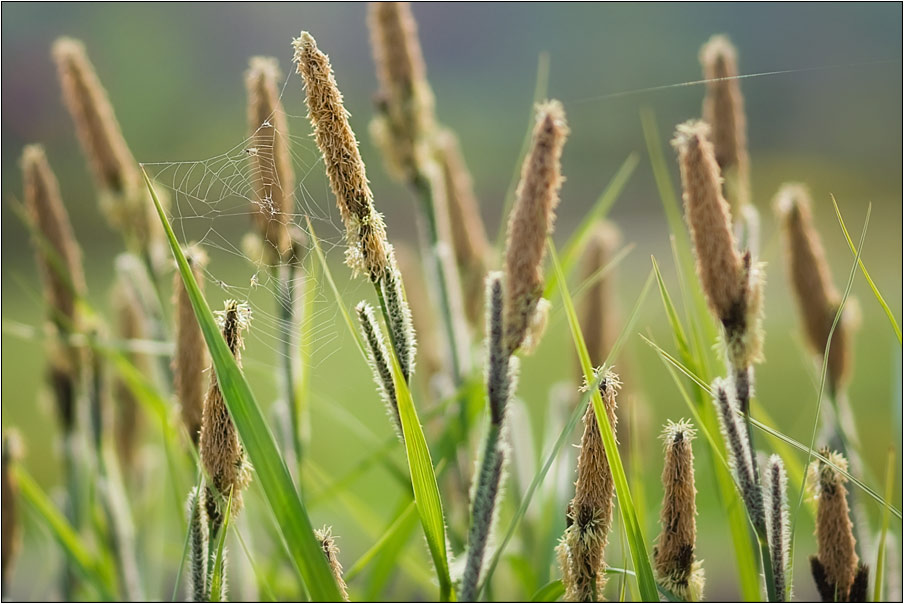 photo "***" tags: nature, flowers