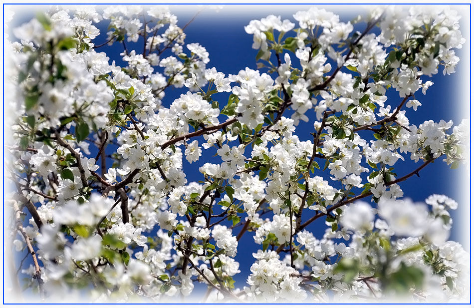 фото "Яблонь белых цвет..." метки: природа, цветы