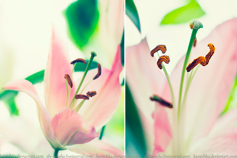 photo "***" tags: nature, flowers