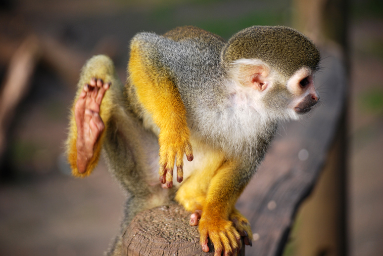 Photo Flying furer by VRW nature, genre PhotoForum.ru