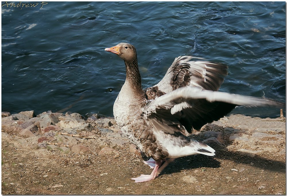 photo "***" tags: nature, wild animals