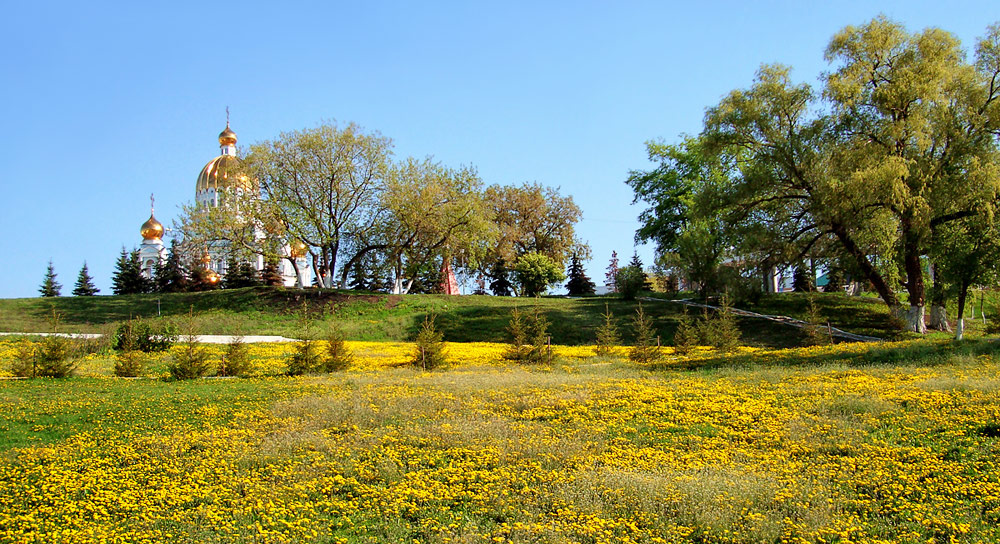 photo ".. dandelion gold ..." tags: landscape, spring