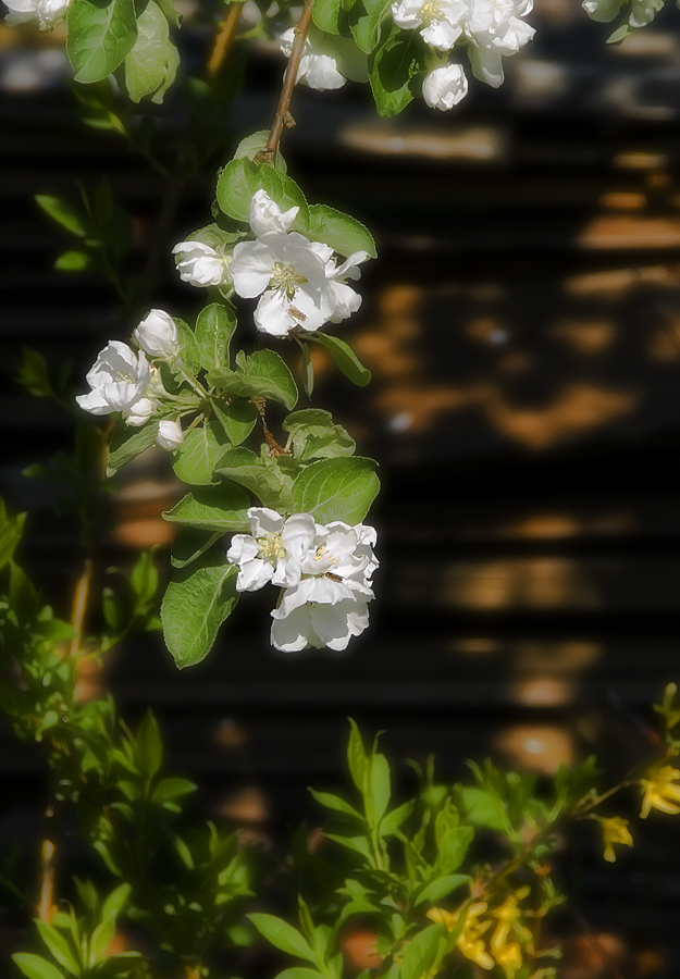photo "Blossom" tags: nature, flowers