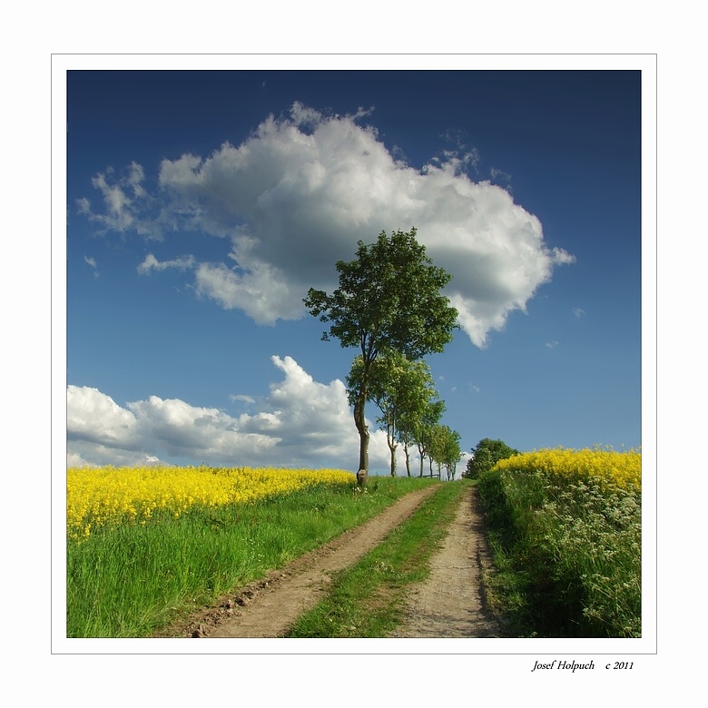 photo "yellow field" tags: landscape, spring