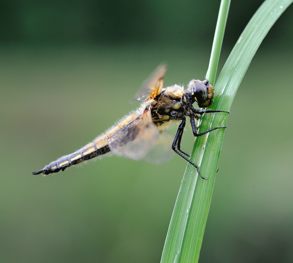 photo "Dragonfly along the river" tags: nature, insect