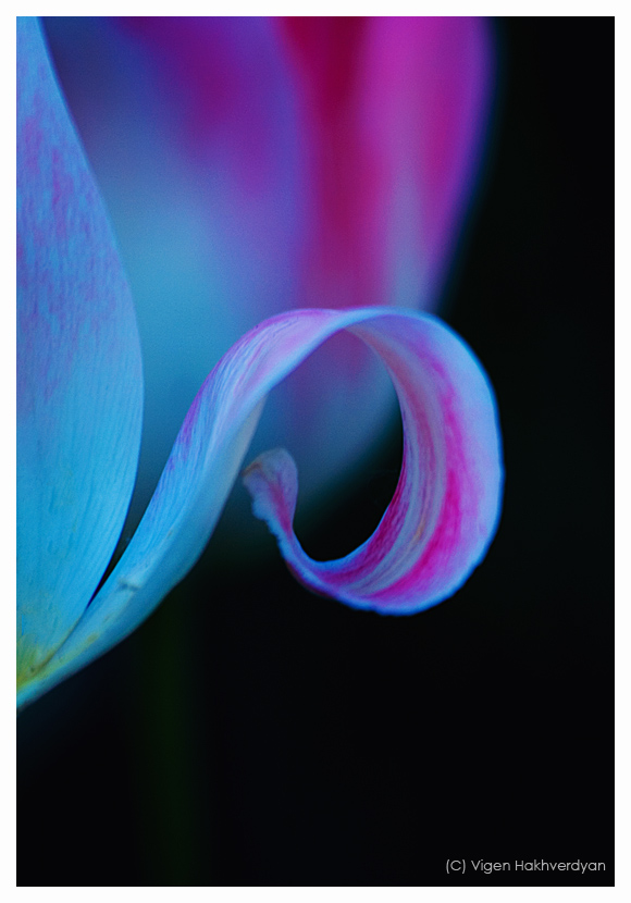 photo "Petal" tags: macro and close-up, nature, flowers