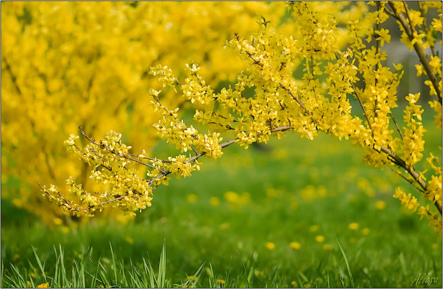 photo "***" tags: landscape, nature, flowers, spring