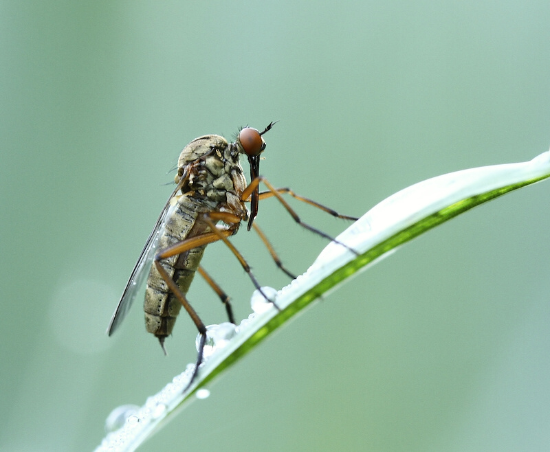 photo "***" tags: nature, insect