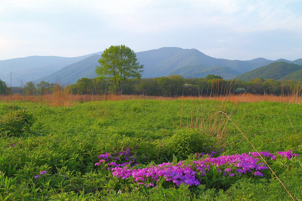 photo "***" tags: landscape, spring