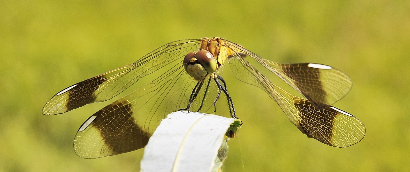 photo "***" tags: nature, insect