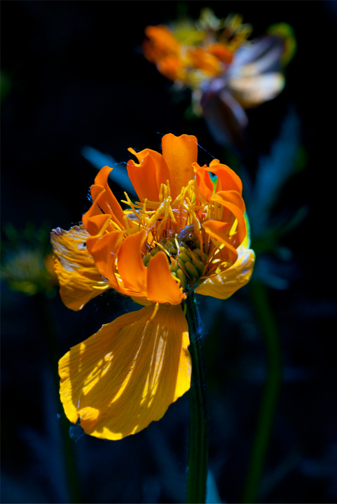 photo "***" tags: nature, macro and close-up, flowers